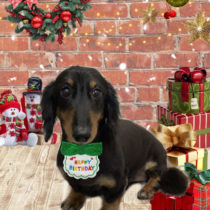 ミニチュアダックス