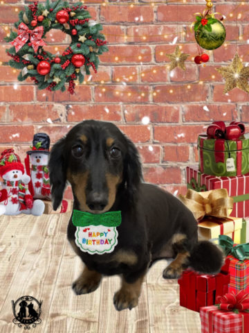 ミニチュアダックス