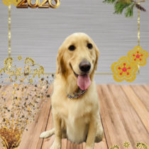 ゴールデンレトリバー