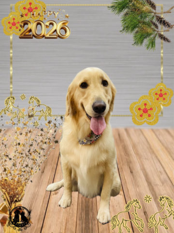 ゴールデンレトリバー