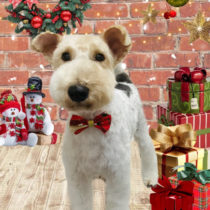 ワイヤーフォックステリア