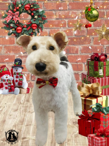 ワイヤーフォックステリア