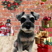 ミニチュアシュナウザー