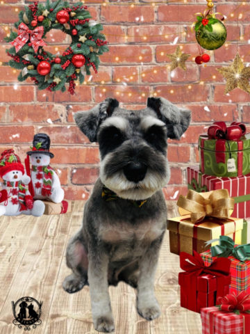 ミニチュアシュナウザー