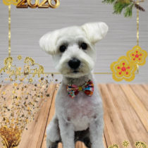 ミニチュアシュナウザー