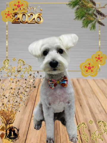 ミニチュアシュナウザー