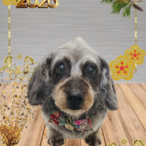 ミニチュアダックス