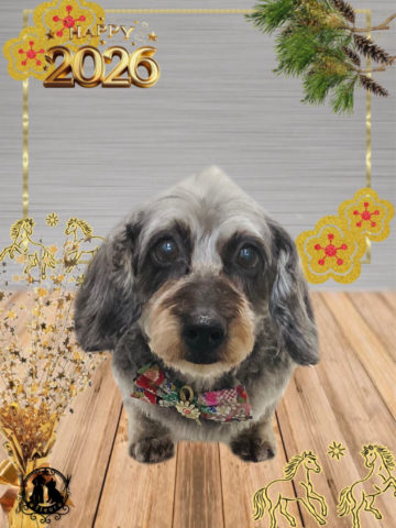 ミニチュアダックス