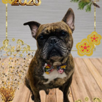 フレンチブルドッグ