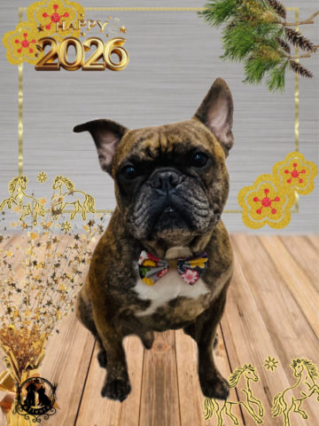 フレンチブルドッグ