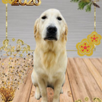 ゴールデンレトリバー