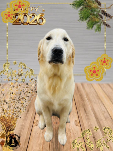 ゴールデンレトリバー