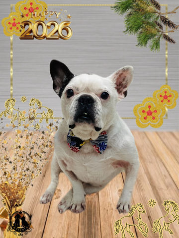 フレンチブルドッグ