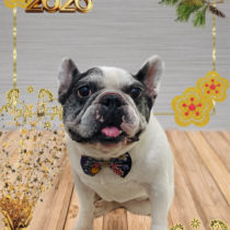 フレンチブルドッグ