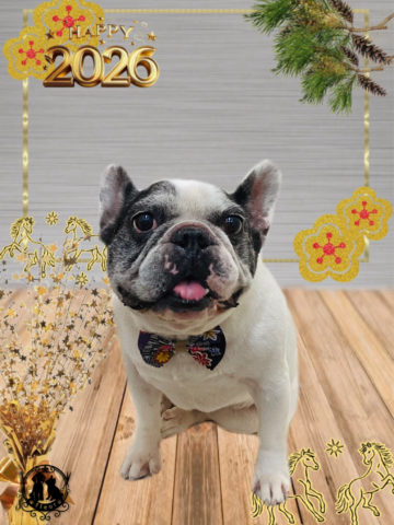 フレンチブルドッグ