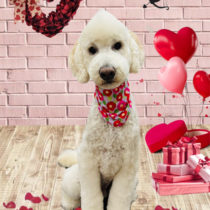 ゴールデンドゥードル