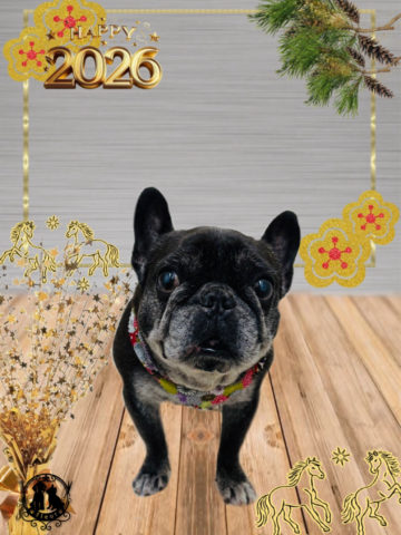 フレンチブルドッグ