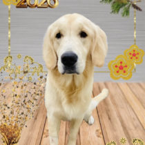 ゴールデンレトリバー