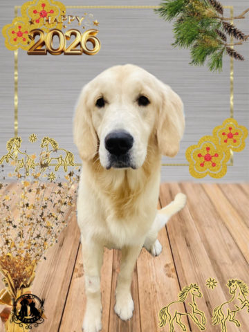 ゴールデンレトリバー