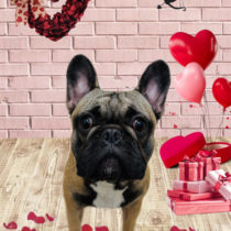 フレンチブルドッグ