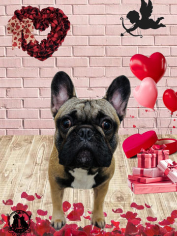 フレンチブルドッグ