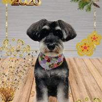 ミニチュアシュナウザー