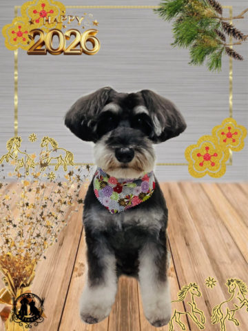 ミニチュアシュナウザー