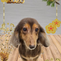 ミニチュアダックス