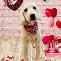 オーストラリアンラブラドゥードル