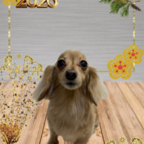 ミニチュアダックス