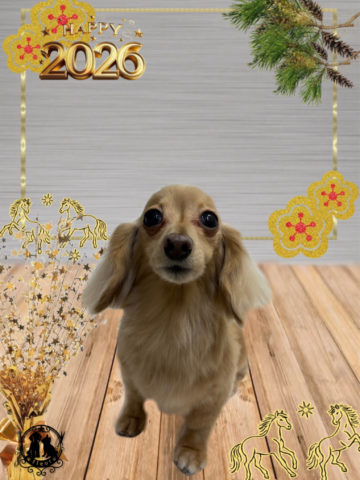 ミニチュアダックス