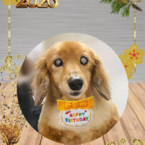 ミニチュアダックス