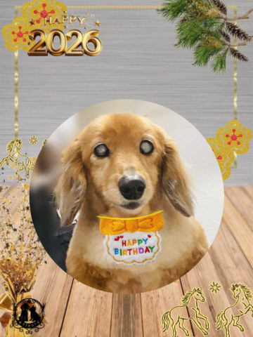 ミニチュアダックス