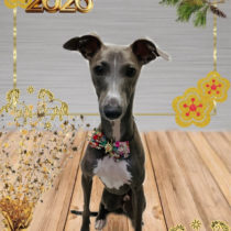 イタリアングレーハウンド