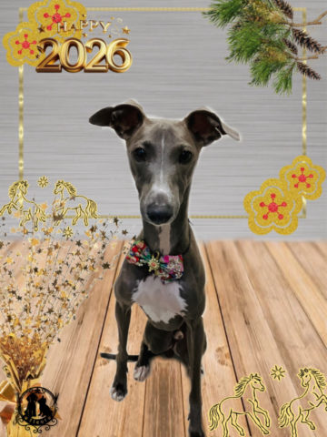 イタリアングレーハウンド