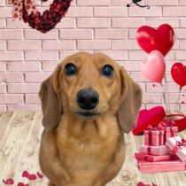 ミニチュアダックス