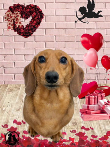 ミニチュアダックス