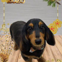 ミニチュアダックス