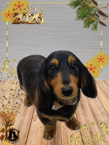 ミニチュアダックス