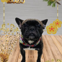 フレンチブルドッグ