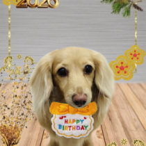 ミニチュアダックス