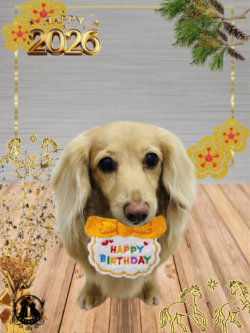 ミニチュアダックス