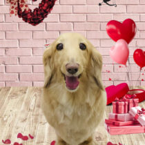 ミニチュアダックス