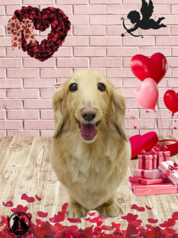 ミニチュアダックス