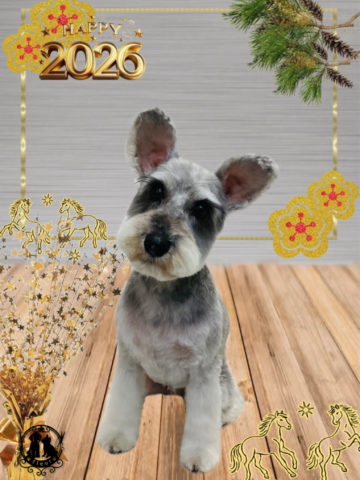 ミニチュアシュナウザー