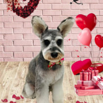 ミニチュアシュナウザー