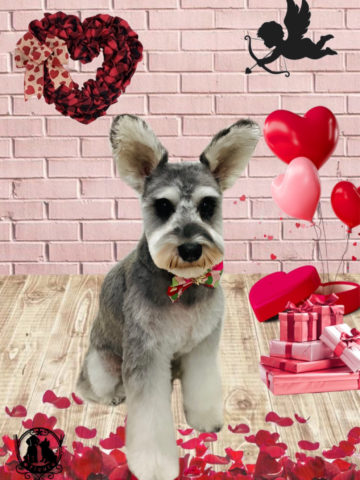 ミニチュアシュナウザー