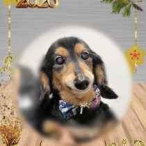 ミニチュアダックス